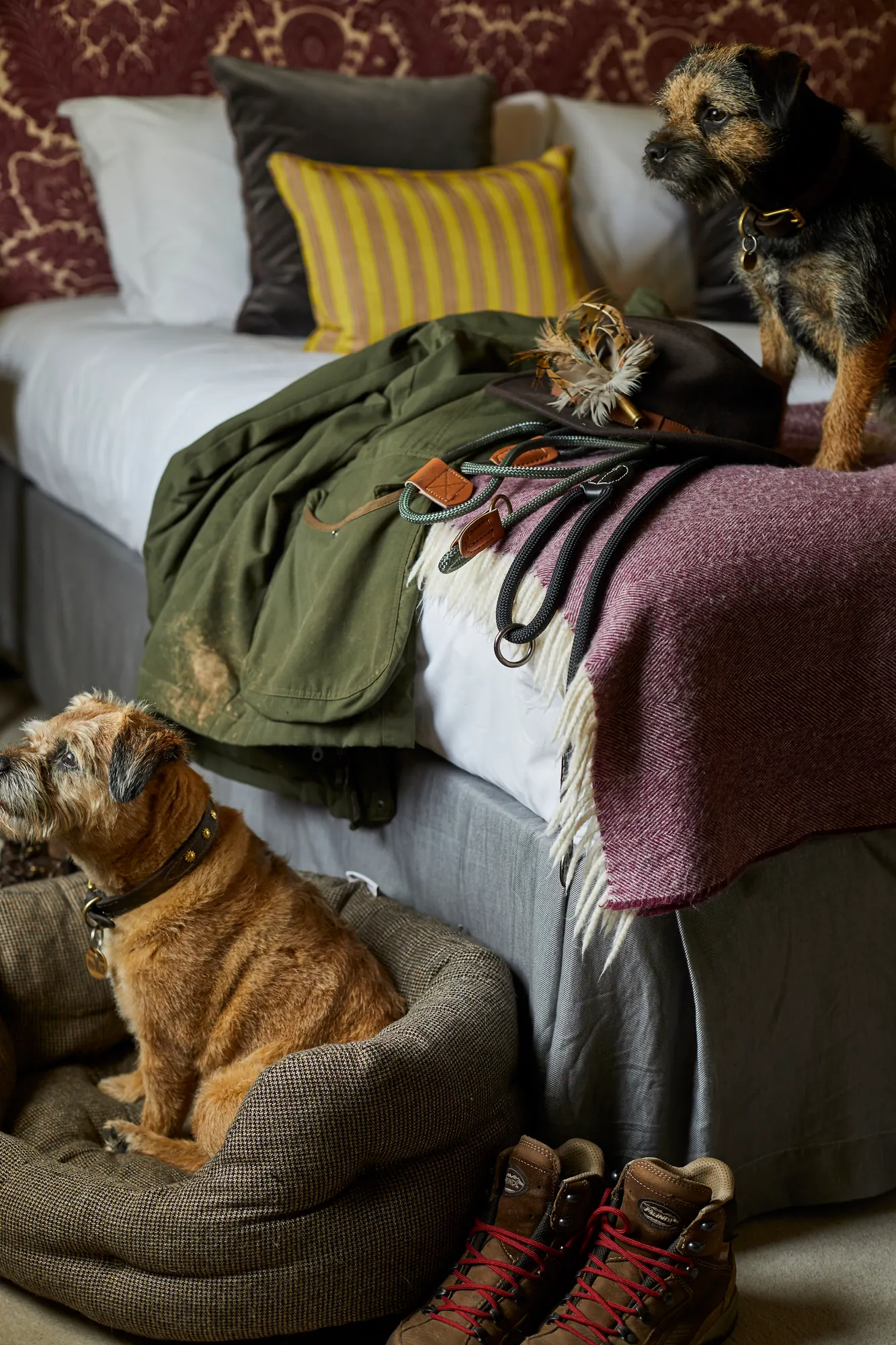 Two border terriers making themselves at home on a bed with a maroon patterned headboard, one curled in a dog bed